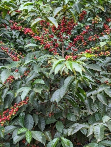Catuai Kaffeestrauch